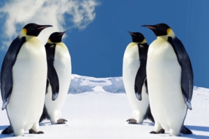 HQ Penguins464598091 300x200 - HQ Penguins - Penguins, Curious